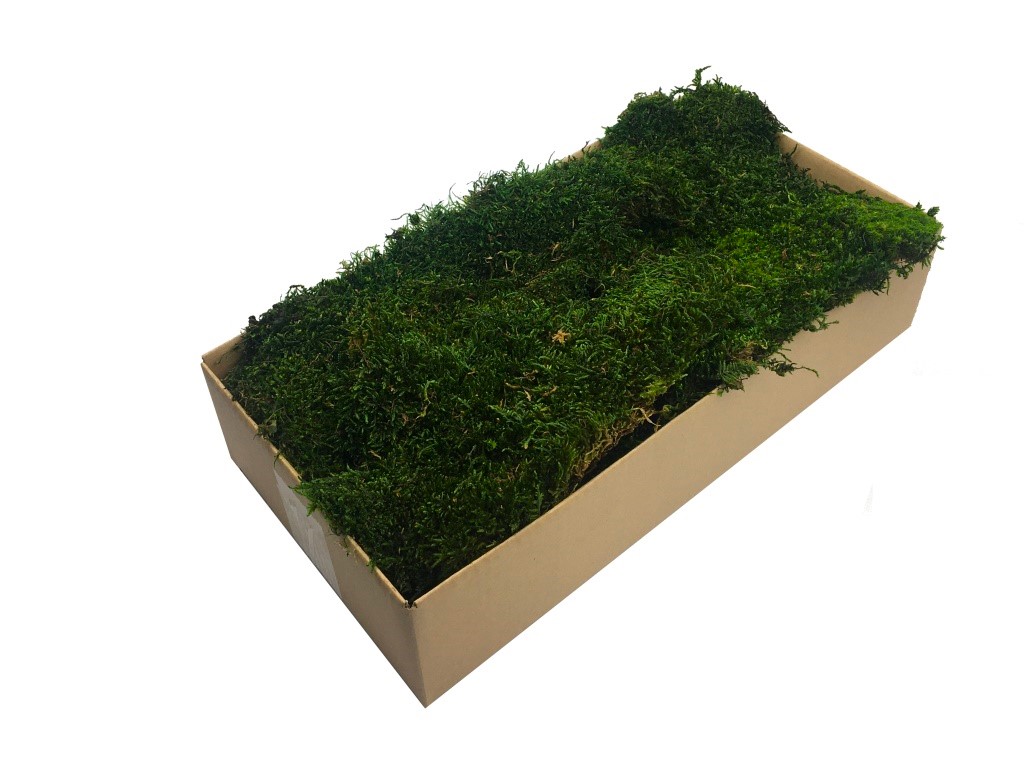 Premium Preserved Alpine ( Tyrolean ) Flat Moss Dark Green 200 g Box